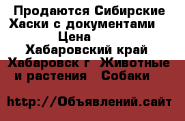 Продаются Сибирские Хаски с документами!!!!   › Цена ­ 25 000 - Хабаровский край, Хабаровск г. Животные и растения » Собаки   